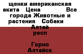 щенки американская акита › Цена ­ 30 000 - Все города Животные и растения » Собаки   . Алтай респ.,Горно-Алтайск г.